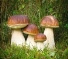 Картинки грибов (100 фото) • Прикольные картинки и позитив